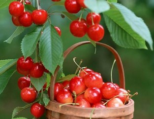 �r�I���g���Ҵ������༼�g